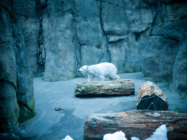 032011_polar_bear.jpg
