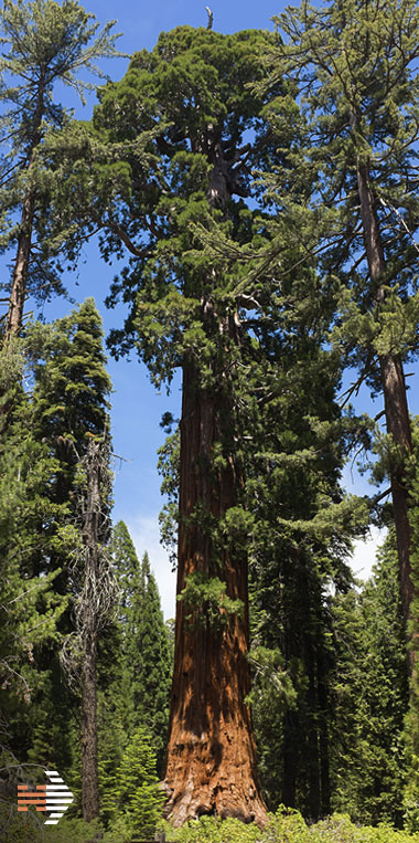 063014_sequoia.jpg