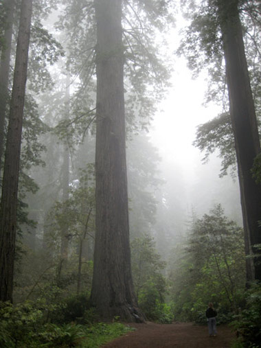 redwoods_thunder.jpg